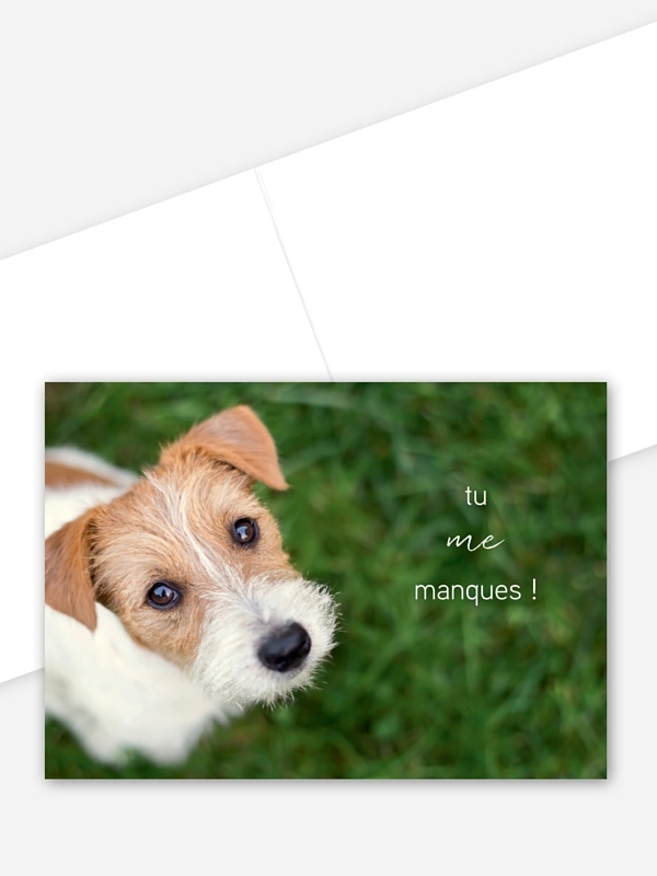 Petit chien