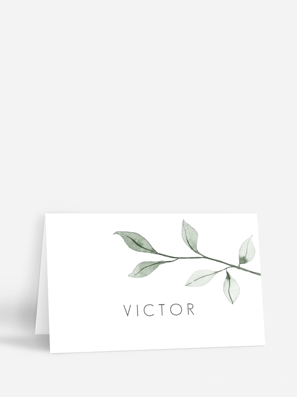 Feuilles d'eucalyptus