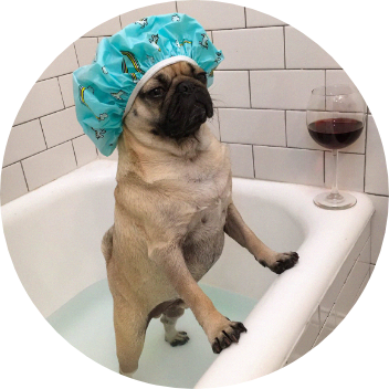 doug the pug est un animal celebre sur internet