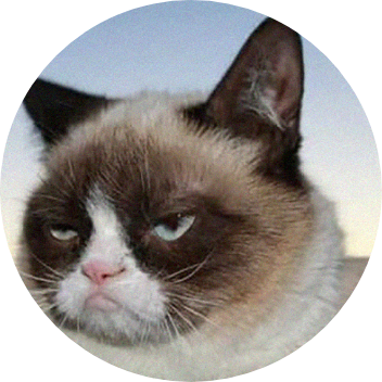 grumpy cat est un animal celebre sur internet