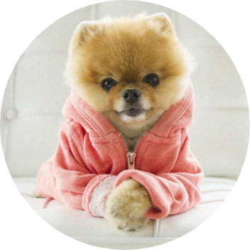 jiff pom est un animal celebre sur internet