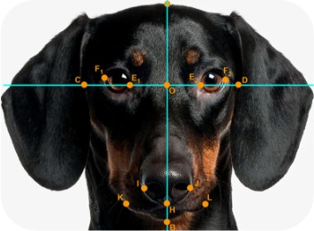 les proportions du mignon sur le chien